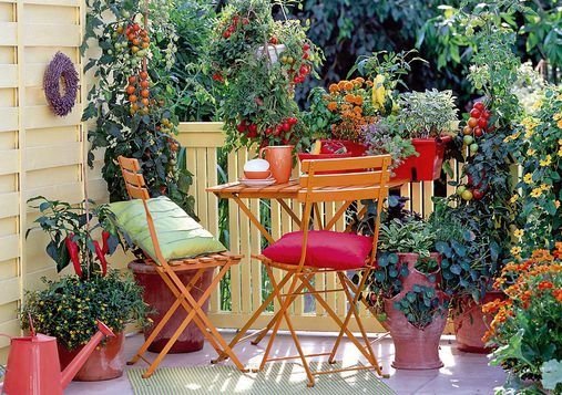 plantas-aromia-balcon